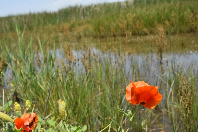 Yağışlar Akşehir Gölü'ne can suyu oldu